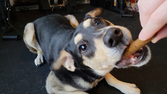Why whole prey is best for dogs