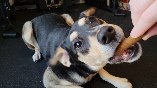 Why whole prey is best for dogs